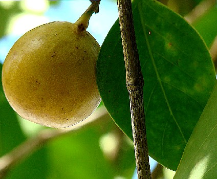 Manchineel Fruit